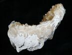 Crystal Filled Clam Fossil - Rucks Pit #5784-3